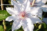 Clematis 'Snow Queen'